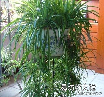 卧室可以养吊兰吗?怎么养?