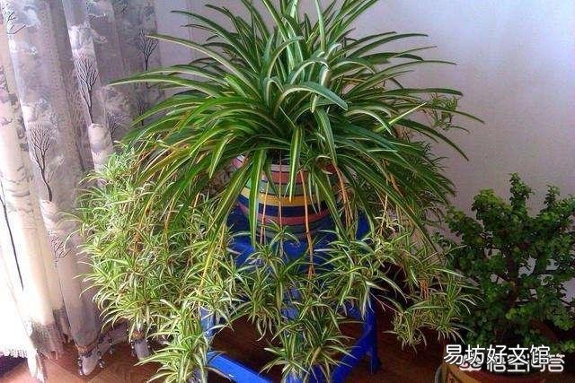 卧室可以养吊兰吗?怎么养?