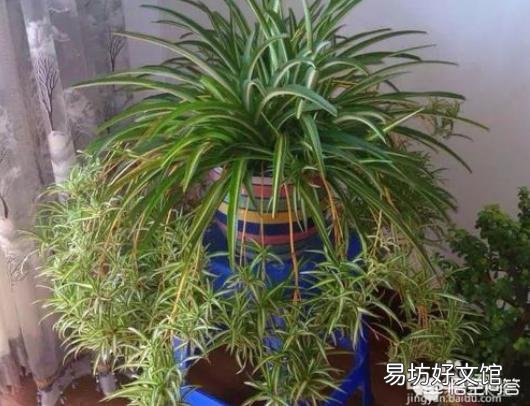 卧室可以养吊兰吗?怎么养?
