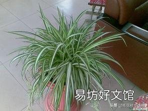 卧室可以养吊兰吗?怎么养?