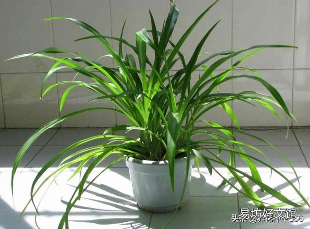 卧室可以养吊兰吗?怎么养?