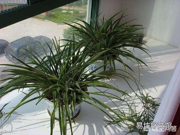 卧室可以养吊兰吗?怎么养?