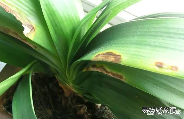 我的君子兰这是得叶斑病了么?