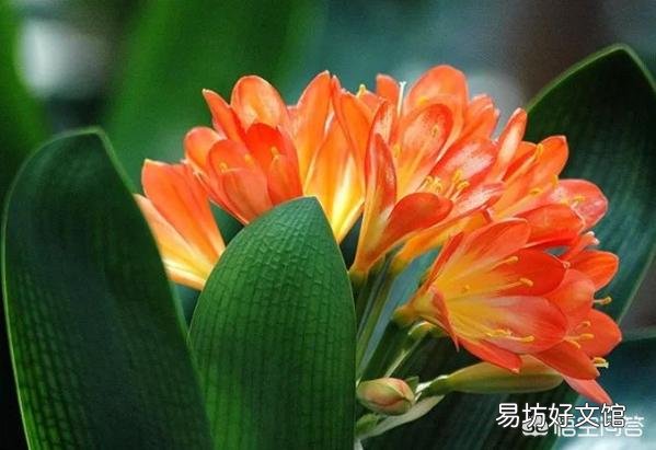 我的君子兰这是得叶斑病了么?