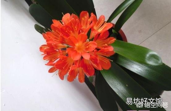 我的君子兰这是得叶斑病了么?