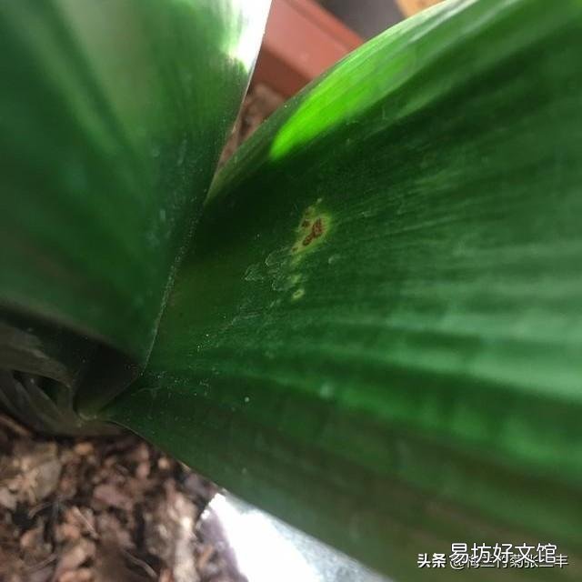 我的君子兰这是得叶斑病了么?