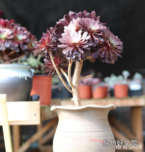 僵尸法师?