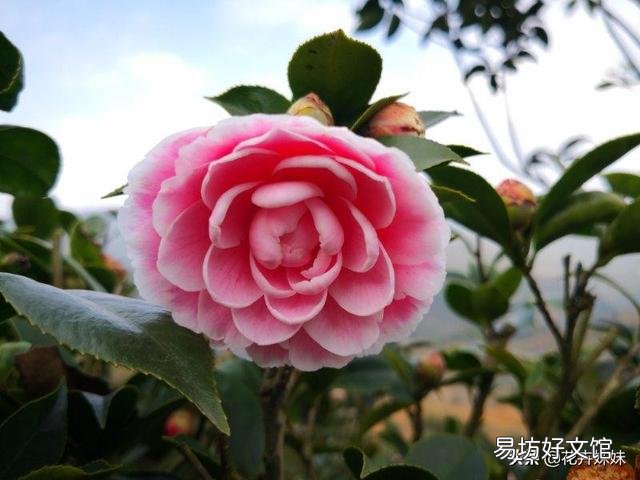 北方现在种什么花刚好过年开呢？