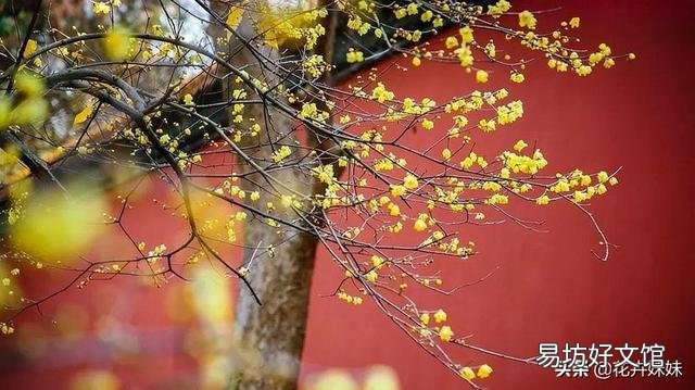 北方现在种什么花刚好过年开呢？