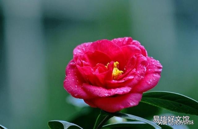 北方现在种什么花刚好过年开呢？