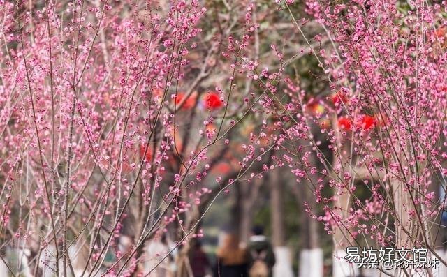 北方现在种什么花刚好过年开呢？
