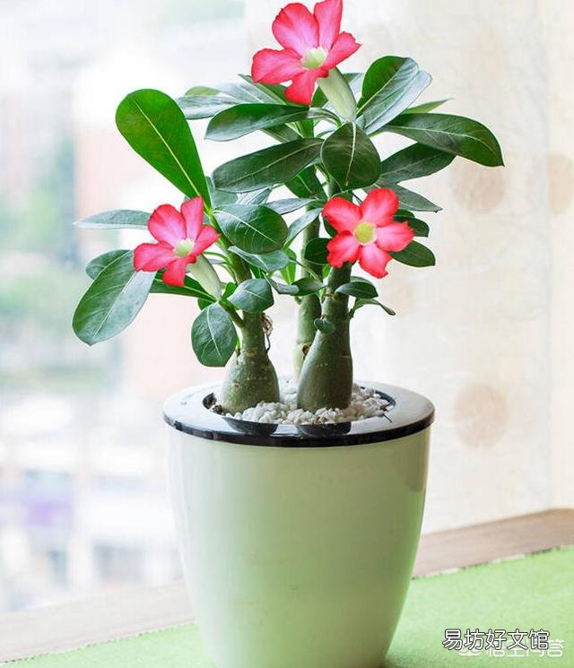 沙漠玫瑰换盆要剪叶吗？