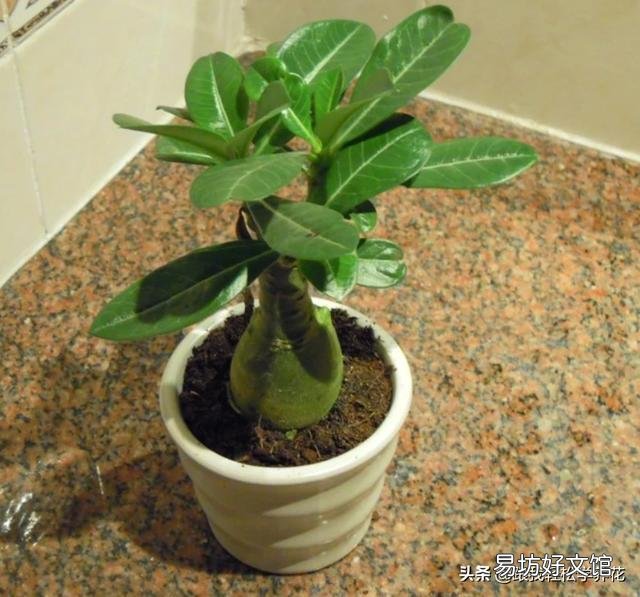 沙漠玫瑰换盆要剪叶吗？