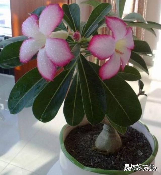 沙漠玫瑰换盆要剪叶吗？