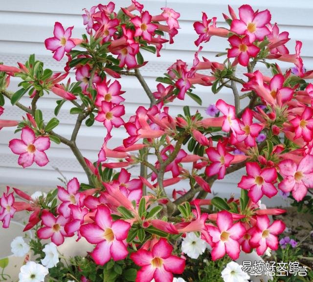 沙漠玫瑰换盆要剪叶吗？