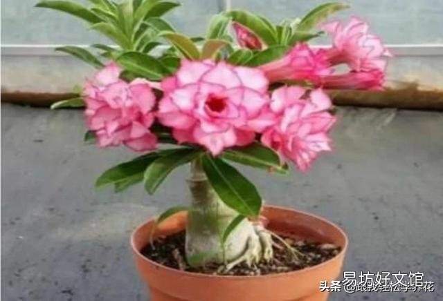 沙漠玫瑰换盆要剪叶吗？
