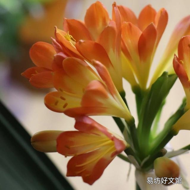养君子兰最怕什么？要注意什么？