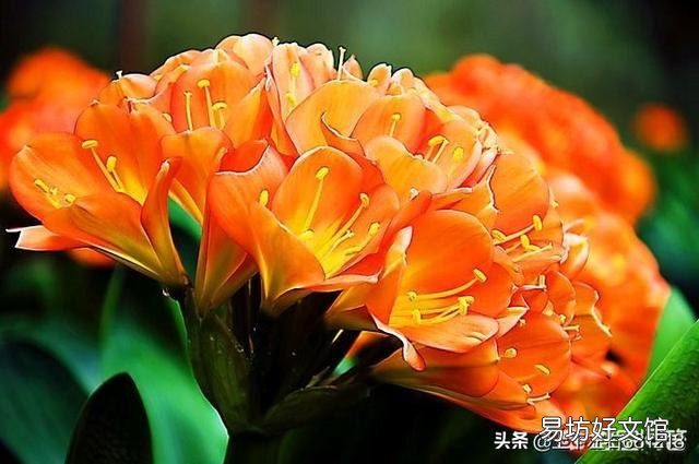 养君子兰最怕什么？要注意什么？
