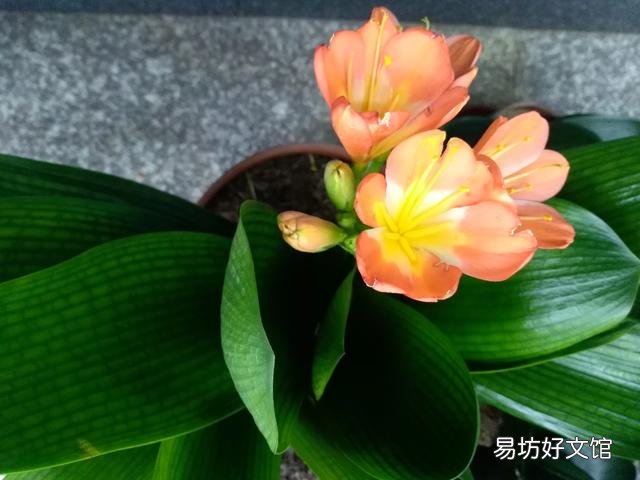 养君子兰最怕什么？要注意什么？