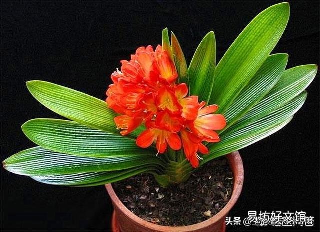 养君子兰最怕什么？要注意什么？