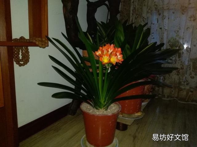 养君子兰最怕什么？要注意什么？
