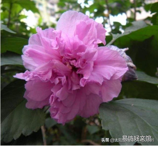 重瓣扶桑总黄叶，有办法吗？