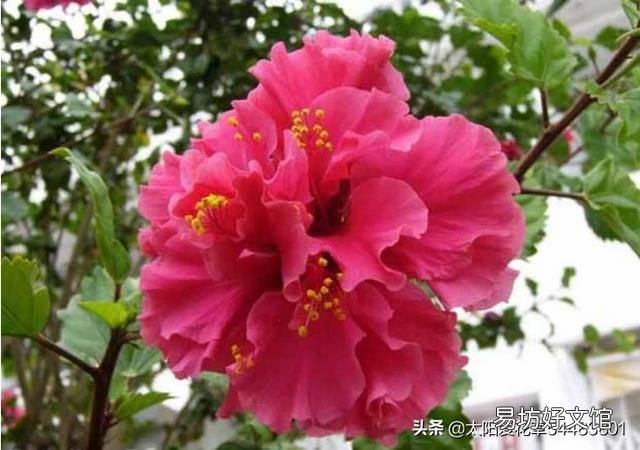 重瓣扶桑总黄叶，有办法吗？