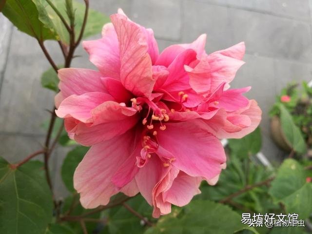 重瓣扶桑总黄叶，有办法吗？