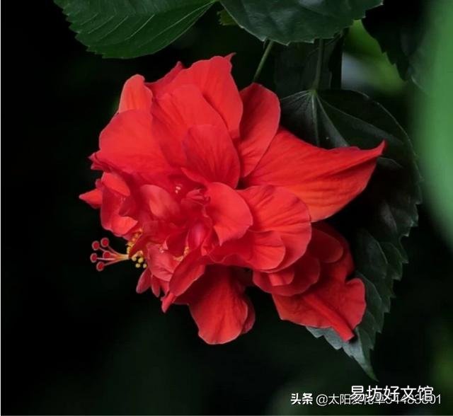 重瓣扶桑总黄叶，有办法吗？