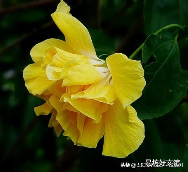 重瓣扶桑总黄叶，有办法吗？