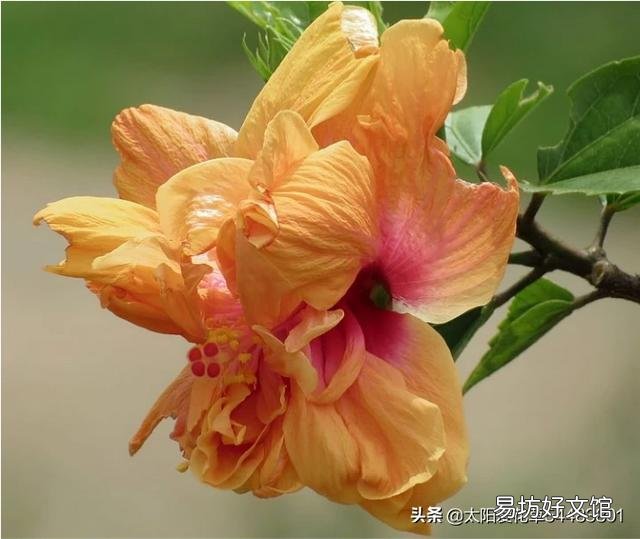 重瓣扶桑总黄叶，有办法吗？