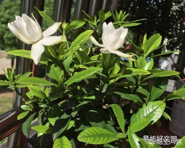 刚买的桅子花半月了,怎么看上去没精神?