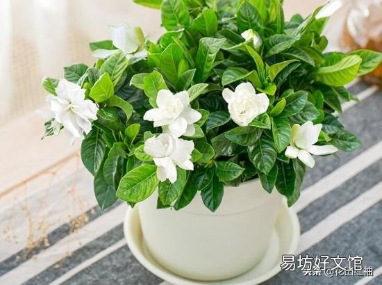 刚买的桅子花半月了,怎么看上去没精神?