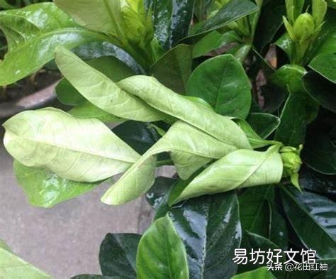 刚买的桅子花半月了,怎么看上去没精神?