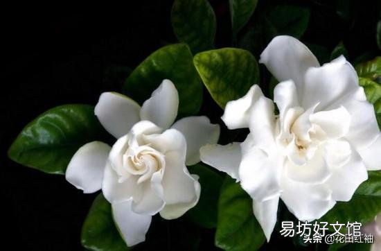 刚买的桅子花半月了,怎么看上去没精神?