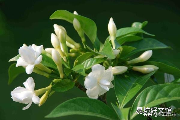 刚买的桅子花半月了,怎么看上去没精神?