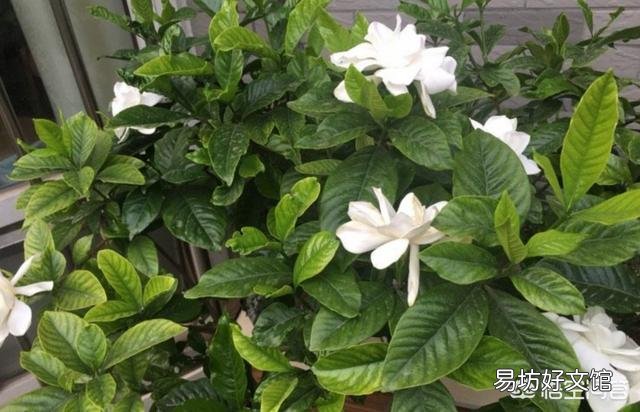 刚买的桅子花半月了,怎么看上去没精神?