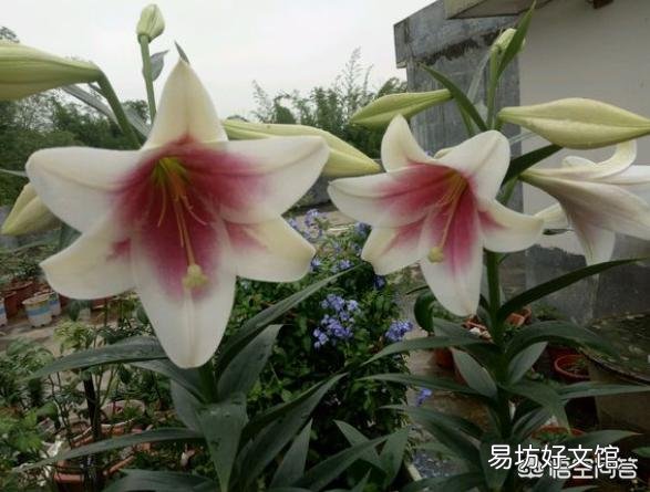秋季到了应该怎么栽种百合让它开花?