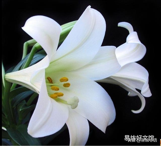 秋季到了应该怎么栽种百合让它开花?