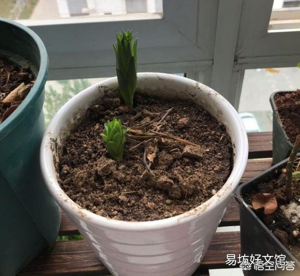 秋季到了应该怎么栽种百合让它开花?