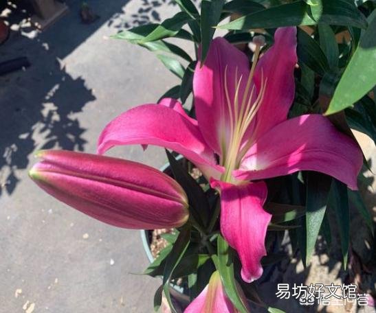 秋季到了应该怎么栽种百合让它开花?