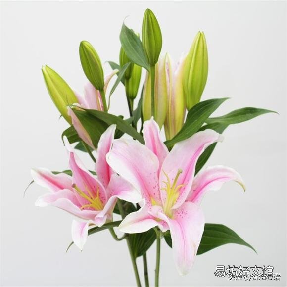 秋季到了应该怎么栽种百合让它开花?