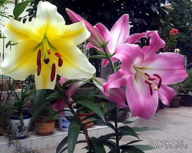秋季到了应该怎么栽种百合让它开花?