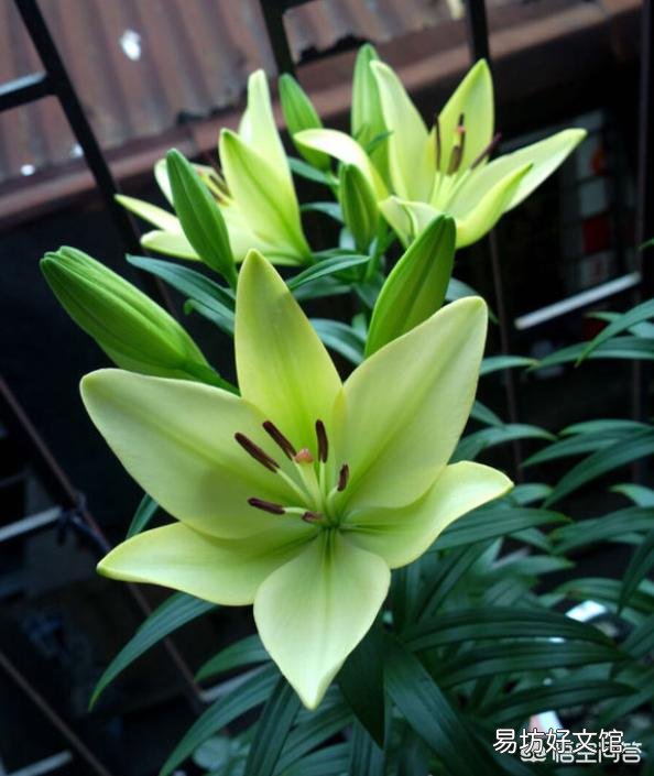 秋季到了应该怎么栽种百合让它开花?