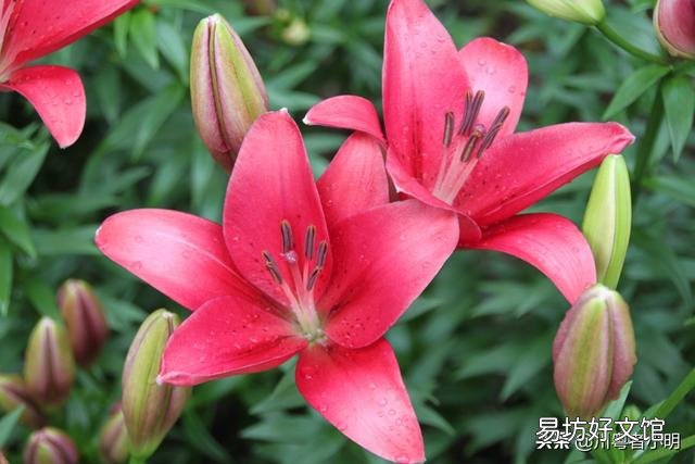秋季到了应该怎么栽种百合让它开花?