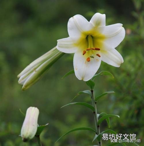 秋季到了应该怎么栽种百合让它开花?