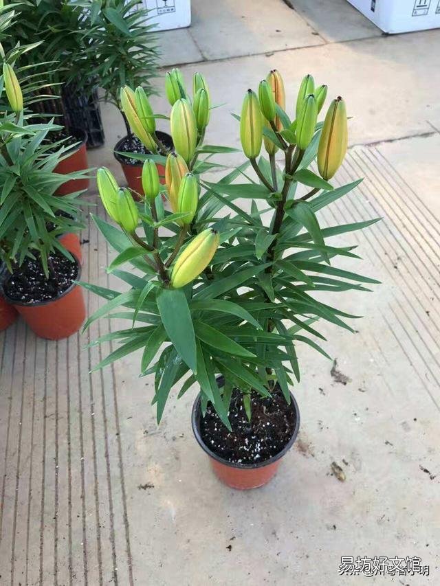秋季到了应该怎么栽种百合让它开花?