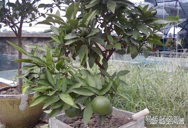 盆栽橘子树上什么样的肥料最好？