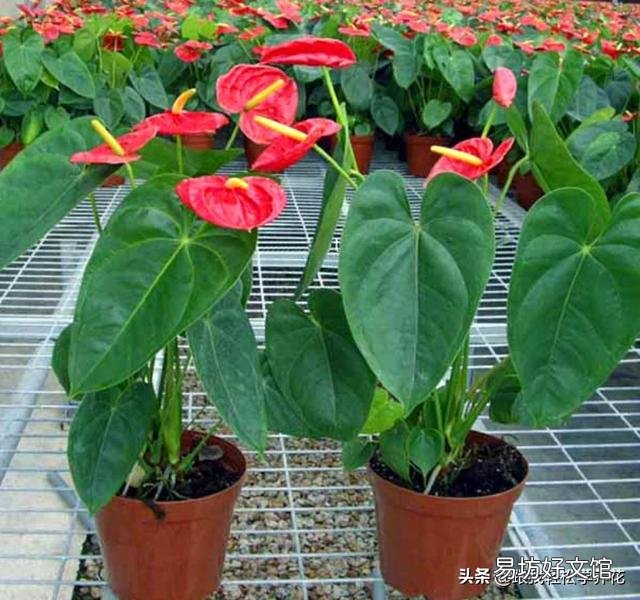 如何使红掌一年四季花开不断？