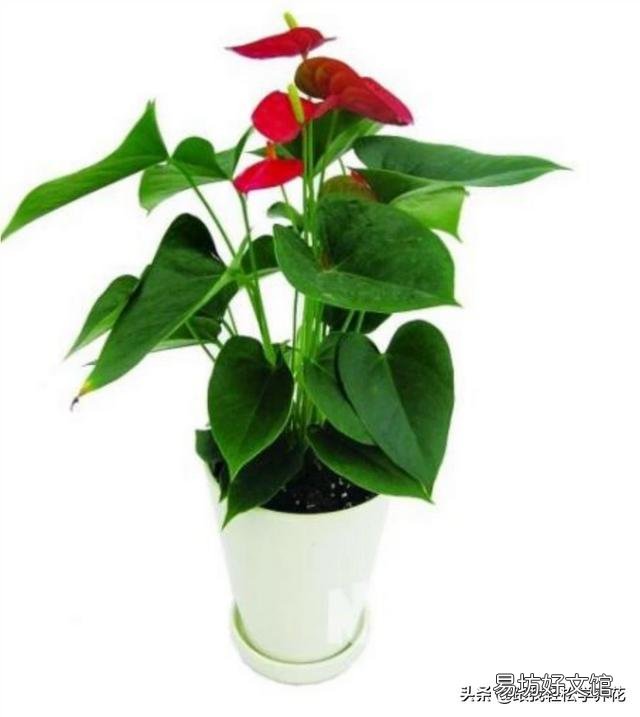 如何使红掌一年四季花开不断？